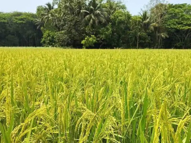 ইরি চাষে বাড়ছে খরচ